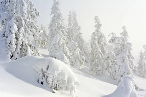Kış iğne yapraklı orman hafif bir sis bir dağ yamacında.