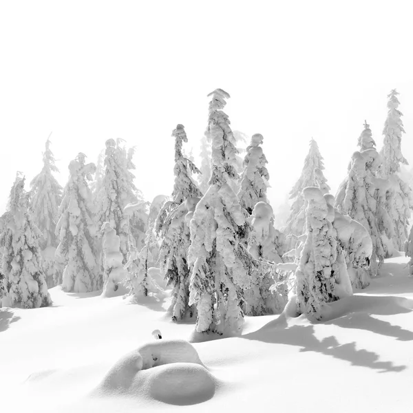 Winter Coniferous Forest Mountain Slope Light Fog — Stock Photo, Image