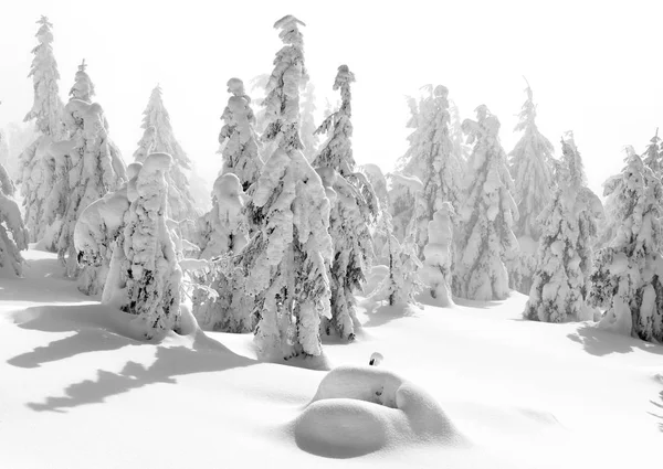 Winter Coniferous Forest Mountain Slope Light Fog — Stock Photo, Image