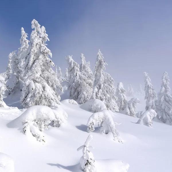 Floresta Conífera Inverno Uma Encosta Montanha Uma Névoa Leve — Fotografia de Stock