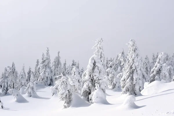 Bosque Coníferas Invierno Una Ladera Montaña Una Niebla Ligera —  Fotos de Stock