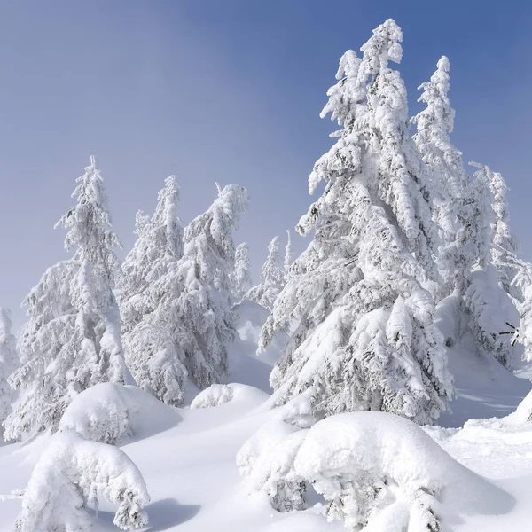 Зимний Хвойный Лес Склоне Горы Легком Тумане — стоковое фото