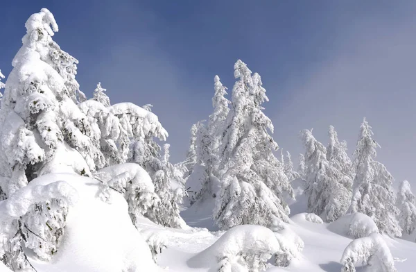 Floresta Conífera Inverno Uma Encosta Montanha Uma Névoa Leve — Fotografia de Stock