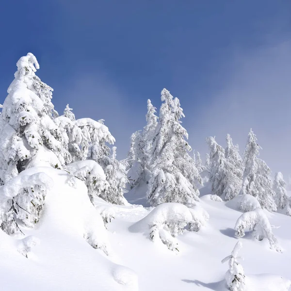 Bosque Coníferas Invierno Una Ladera Montaña Una Niebla Ligera —  Fotos de Stock