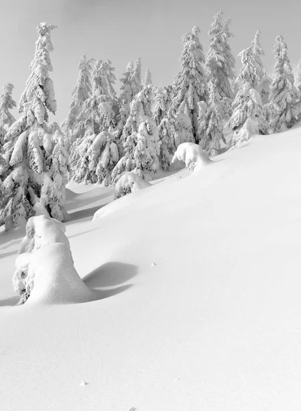 Winter Nadelwald Berghang Leichten Nebel — Stockfoto