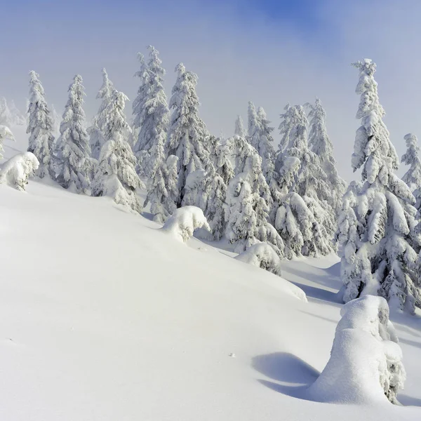 Winter Nadelwald Berghang Leichten Nebel — Stockfoto