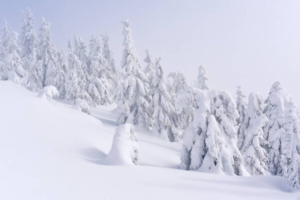 Winter coniferous forest on a mountain slope in a light fog.