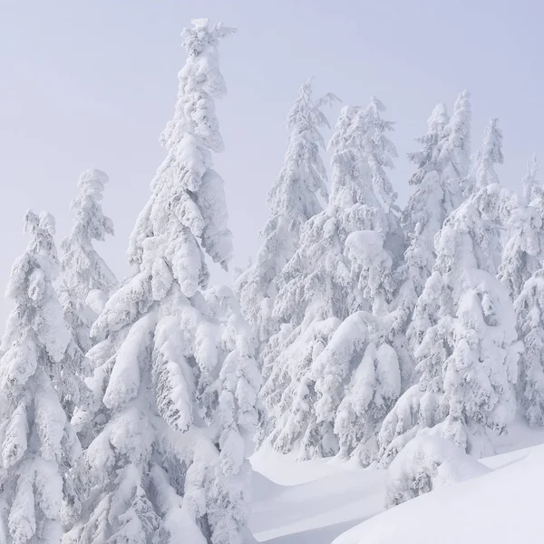 Floresta Conífera Inverno Uma Encosta Montanha Uma Névoa Leve — Fotografia de Stock