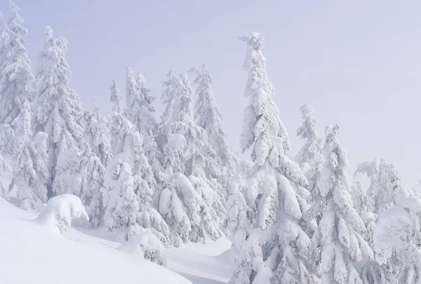 Winter Coniferous Forest Mountain Slope Light Fog — Stock Photo, Image