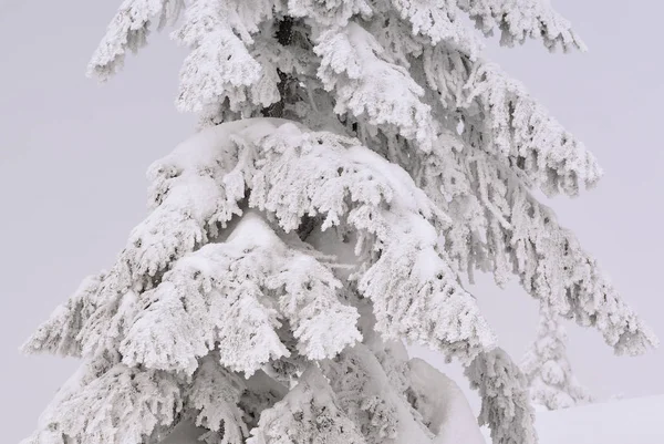 Talvi Havumetsä Vuoren Rinteellä Kevyessä Sumussa — kuvapankkivalokuva