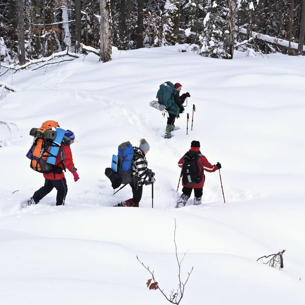 Ucrania Osmoloda Febrero 2018 Grupo Turistas Claro Bosque Invernal Comienzo — Foto de Stock