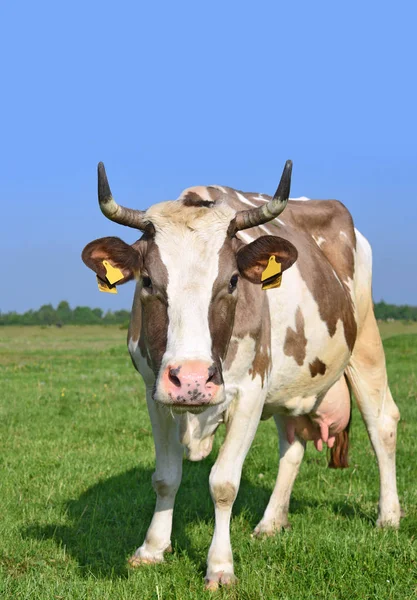 Vacă Pășune Vară — Fotografie, imagine de stoc