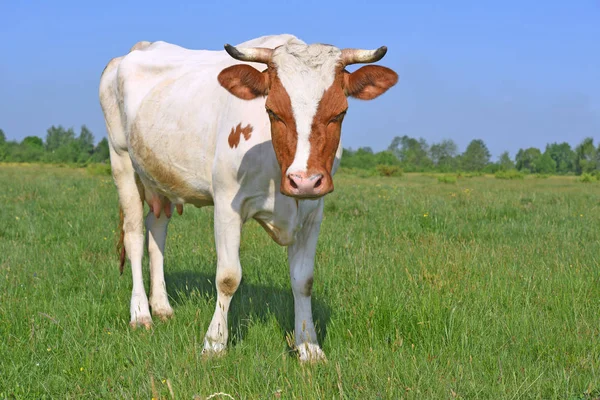 Koe Een Zomerweide — Stockfoto