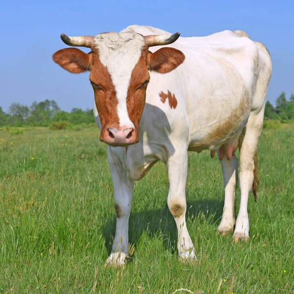 Vaca Pasto Verano — Foto de Stock