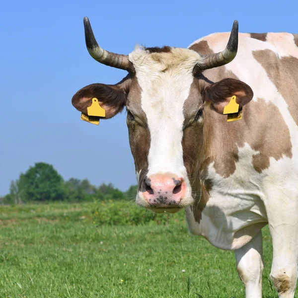 Kuh Auf Einer Sommerweide — Stockfoto