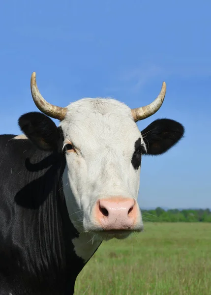 Vaca Pasto Verão — Fotografia de Stock