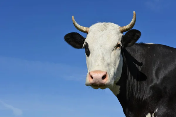 Cabeça Vaca Contra Céu — Fotografia de Stock