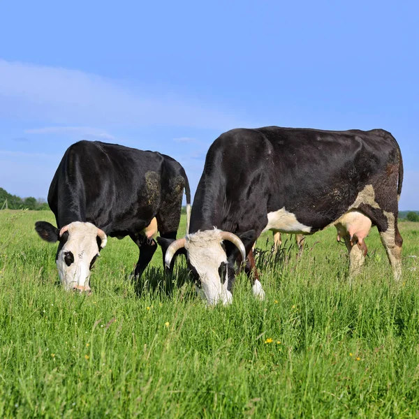 Las Vacas Pasto Verano — Foto de Stock