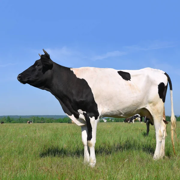 Koe Een Zomerweide — Stockfoto