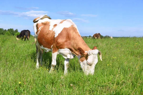 Vaca Pasto Verão — Fotografia de Stock