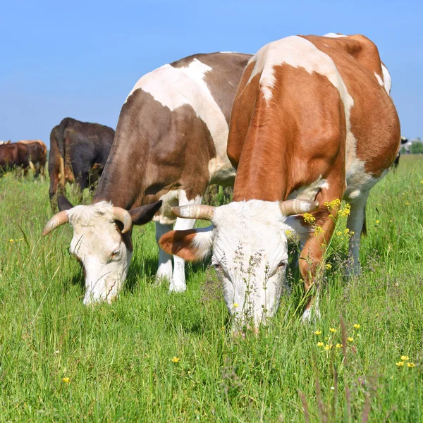 Las Vacas Pasto Verano —  Fotos de Stock