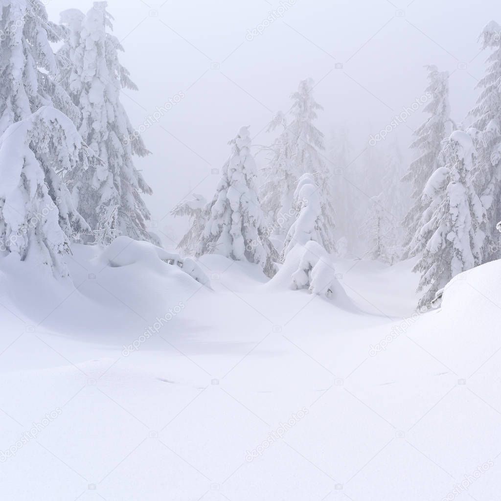 Winter coniferous forest on a mountain slope in a light fog.