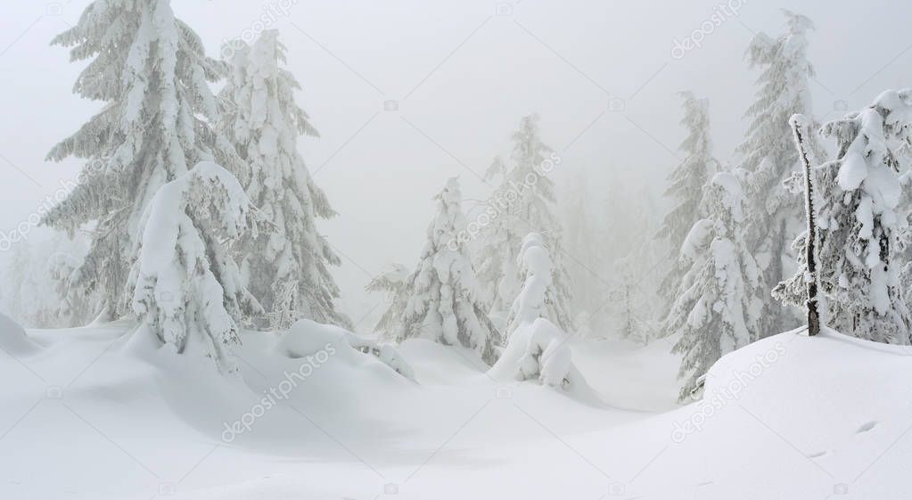 Winter coniferous forest on a mountain slope in a light fog.