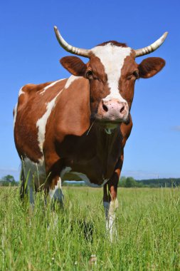 Yaz otlağında inek