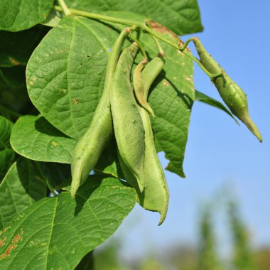 Bir yaz kırsal manzara genç yeşil fasulye.