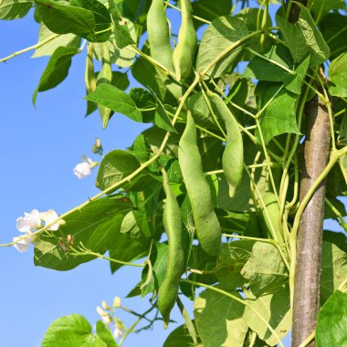 Bir yaz kırsal manzara genç yeşil fasulye.