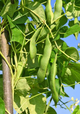 Bir yaz kırsal manzara genç yeşil fasulye.
