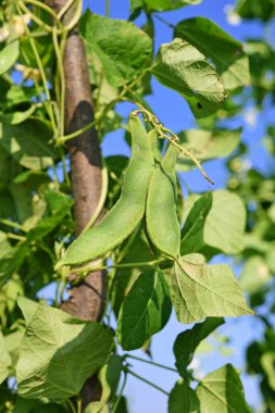 Bir yaz kırsal manzara genç yeşil fasulye.