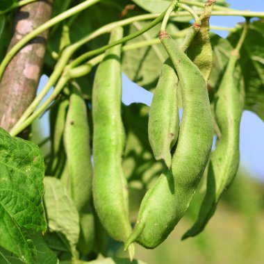 Bir yaz kırsal manzara genç yeşil fasulye.