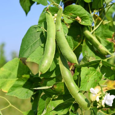 Bir yaz kırsal manzara genç yeşil fasulye.