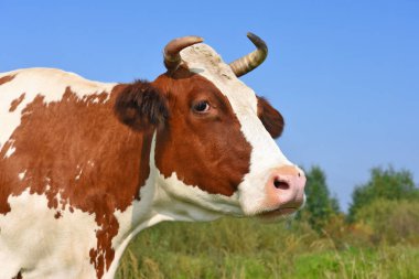 Yaz otlağında inek