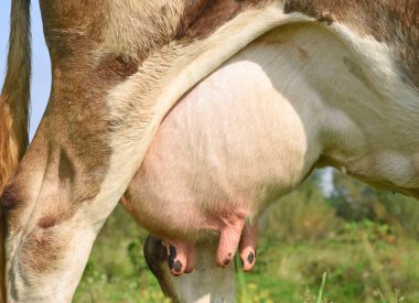 Genç bir ineğin memeleri