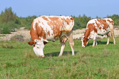 Yaz otlağında inekler