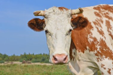 Yaz otlağında inek