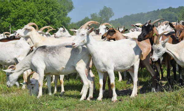 Chèvres Dans Pâturage Ferme Biologique — Photo