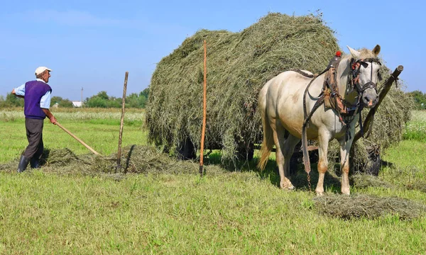 Kalush Ucrânia Julho 2018 Transporte Feno Por Uma Carroça Campo — Fotografia de Stock