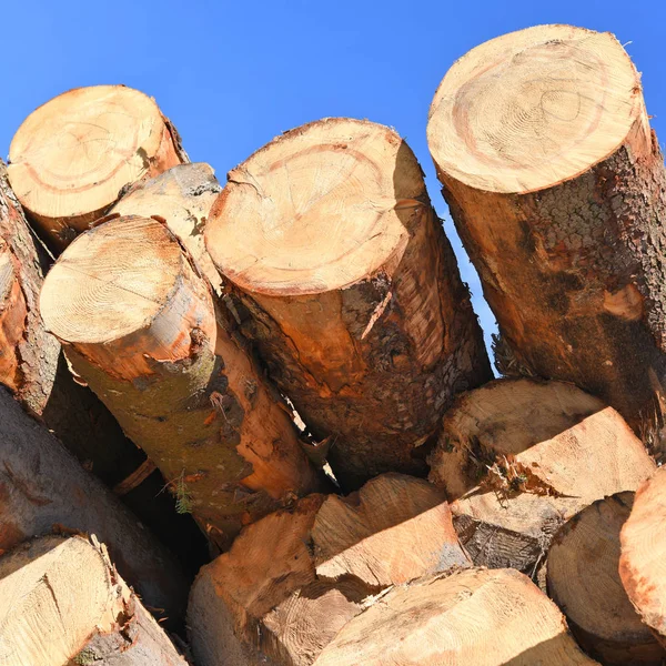 Stapel Houtblokken Het Bos — Stockfoto