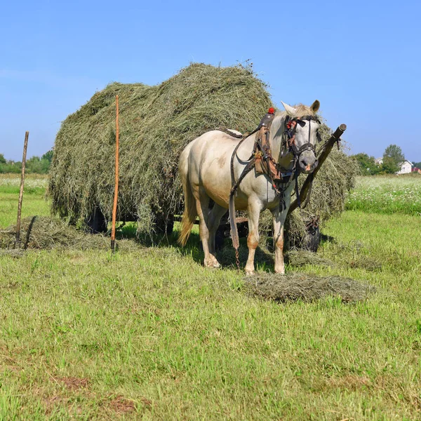 Transport Foin Chariot Dans Paysage Estival — Photo