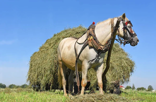 Transport Foin Chariot Dans Paysage Estival — Photo