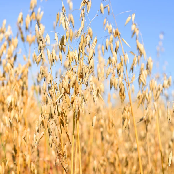 農村景観における麦の茎 — ストック写真