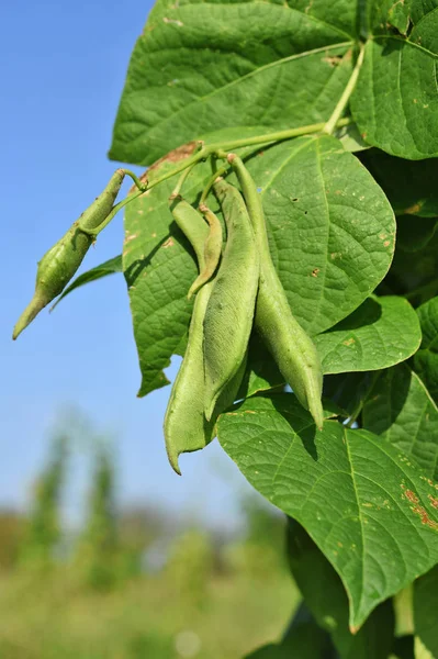 Junge Grüne Bohnen Einer Ländlichen Sommerlandschaft — Stockfoto