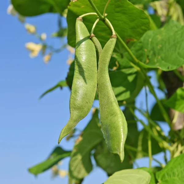 Unga Gröna Bönor Sommar Landsbygdens Landskap — Stockfoto