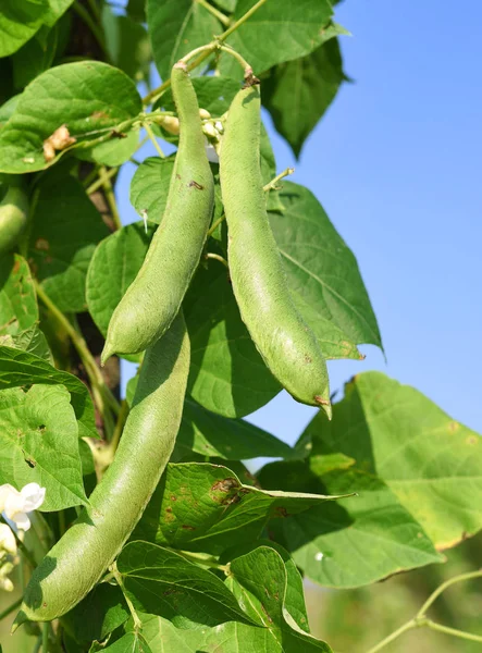 Jonge Groene Bonen Een Landelijke Omgeving Van Zomer — Stockfoto