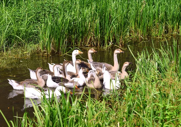 Los Gansos Nadan Río — Foto de Stock