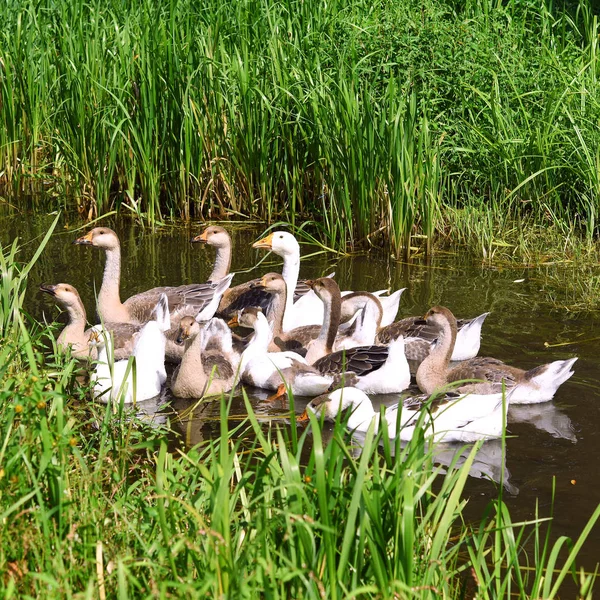 Los Gansos Nadan Río — Foto de Stock