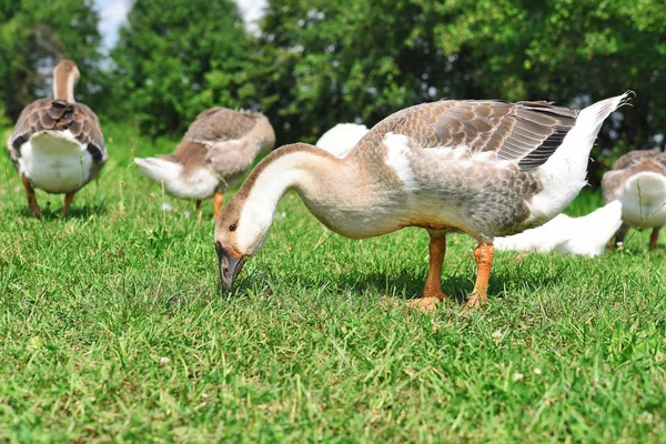 Gans Het Groene Gras — Stockfoto